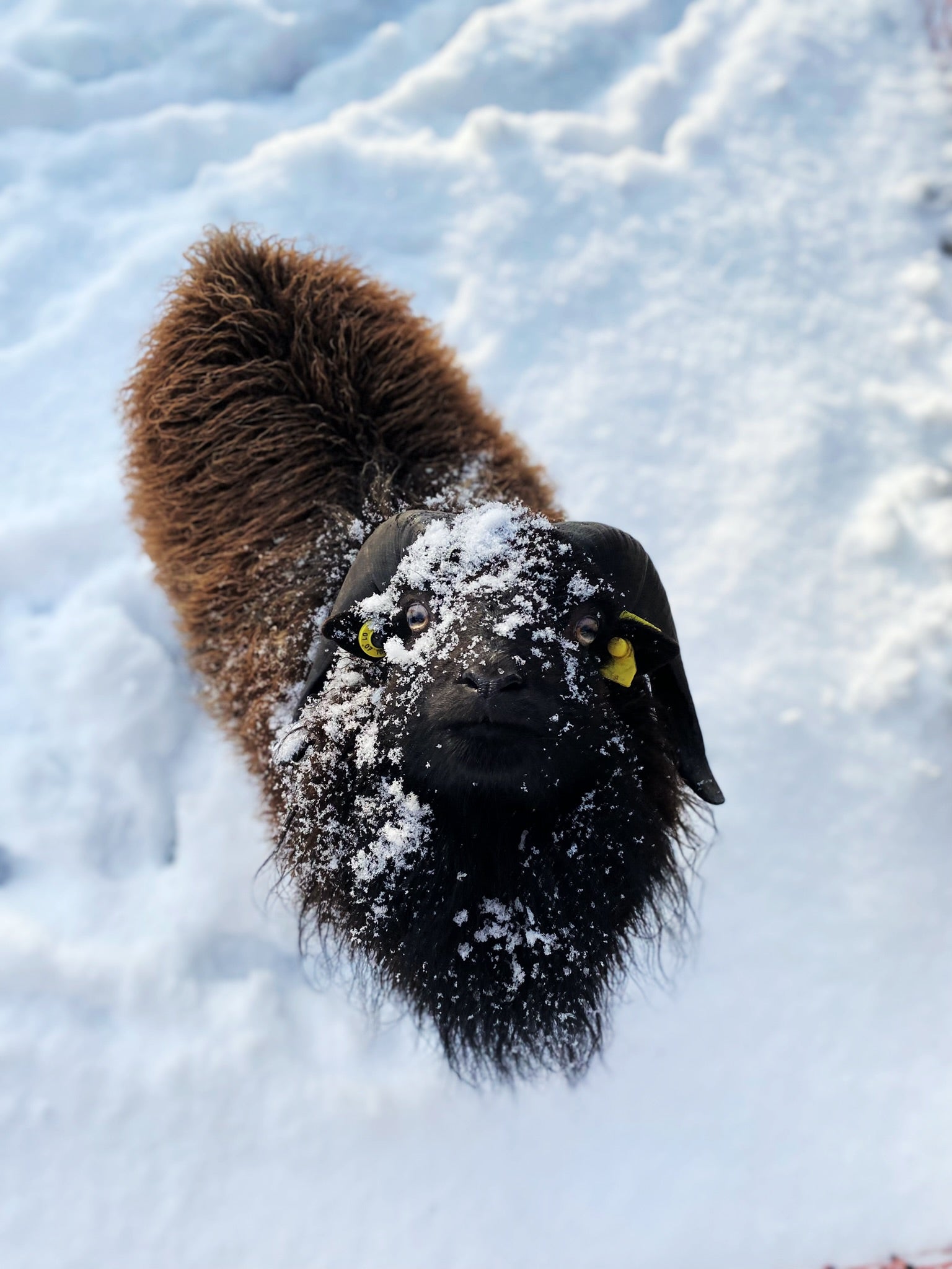 Unsere Ouessantschafe – kleine Landschaftspfleger mit großer Wirkung 🐑🍇