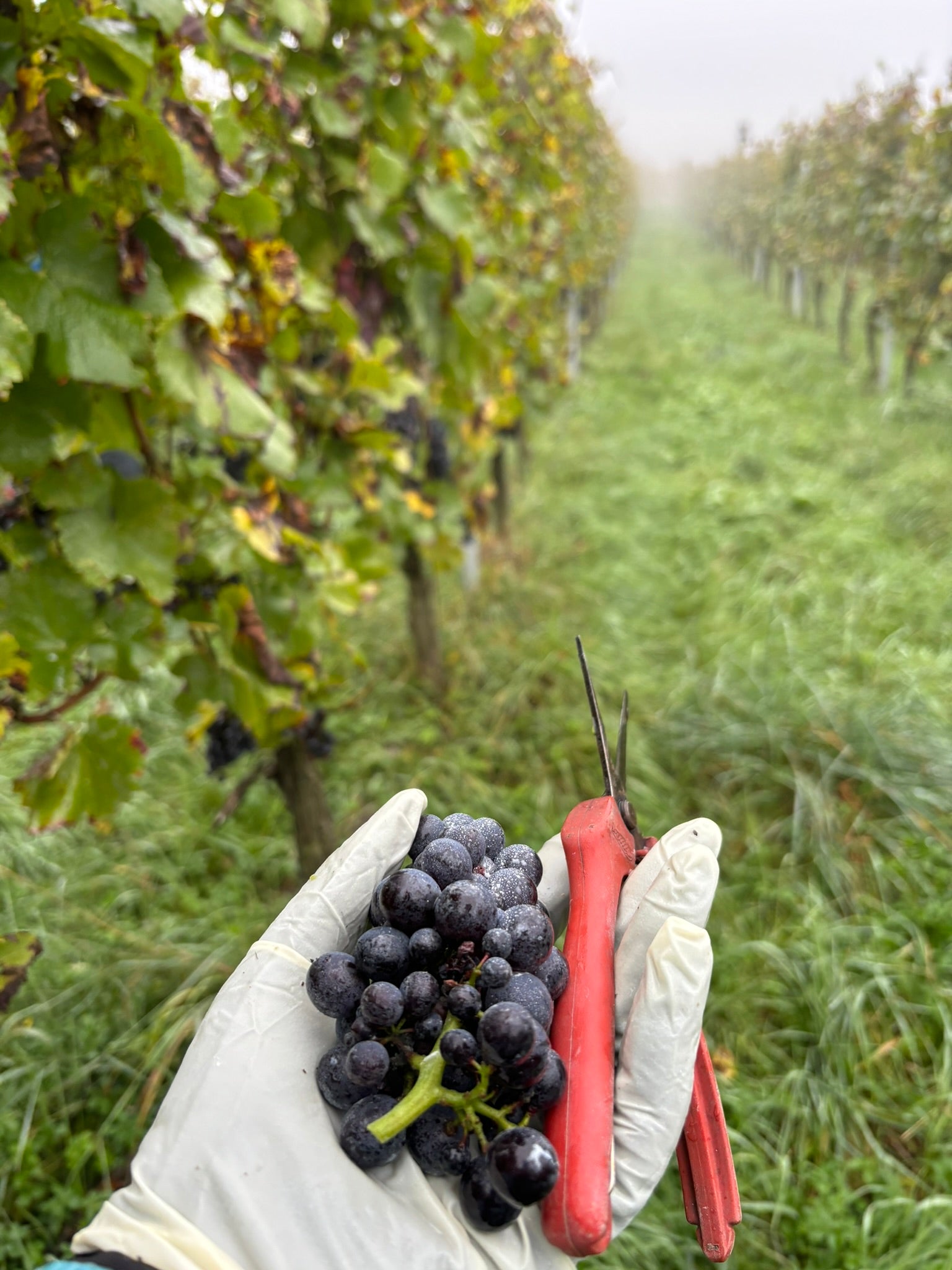 Weniger Zusatzstoffe