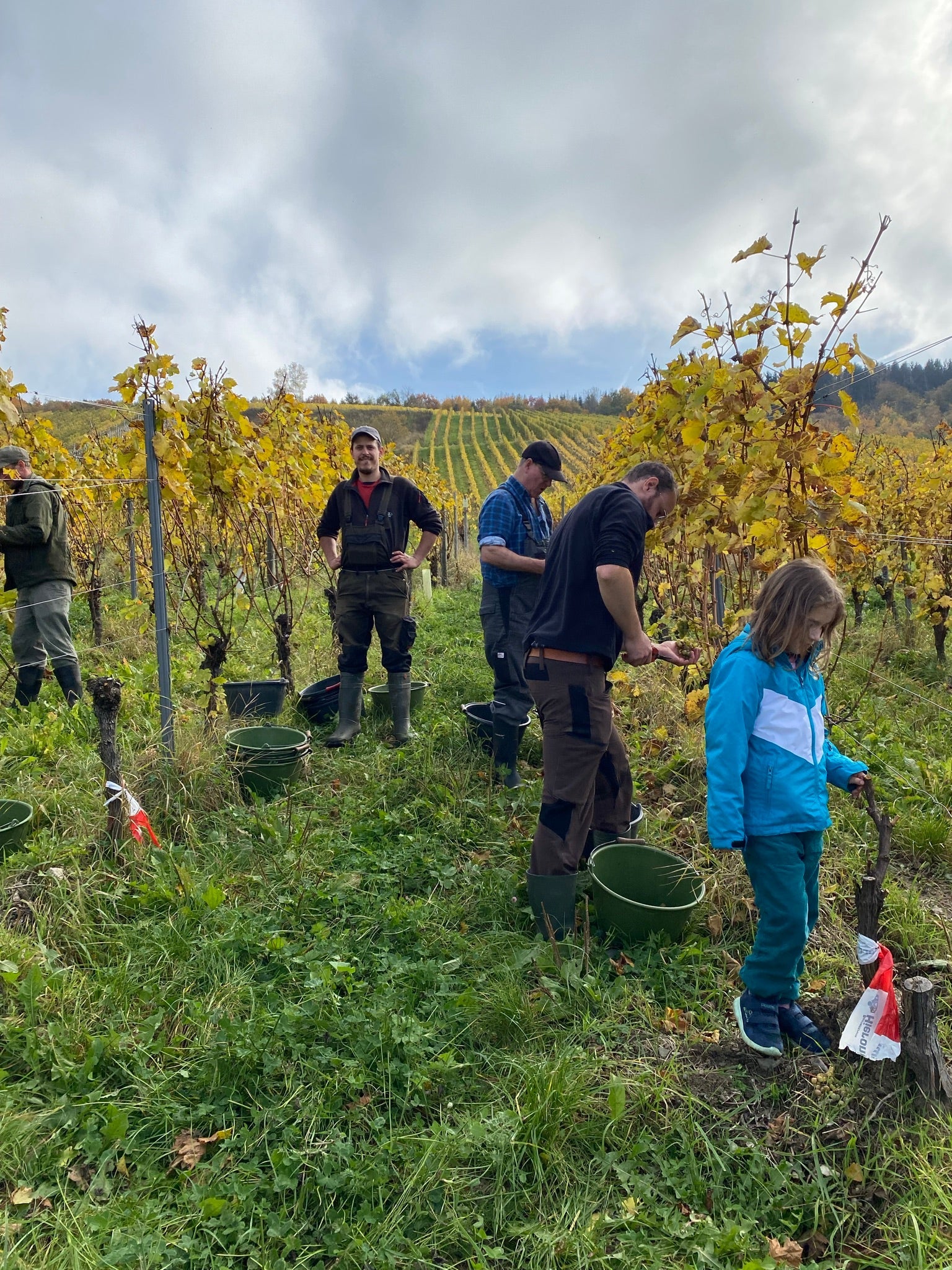 Handarbeit im Weinberg