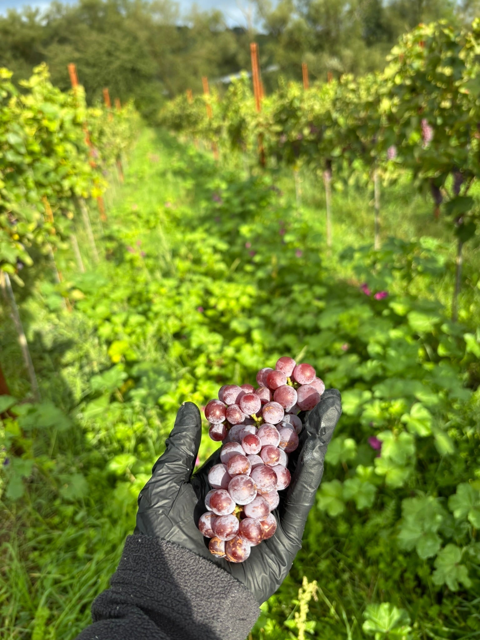 Winter im Weinberg: Wundarmer Rebschnitt und erste Erfahrungen mit PIWI-Weinen an der Mittelmosel